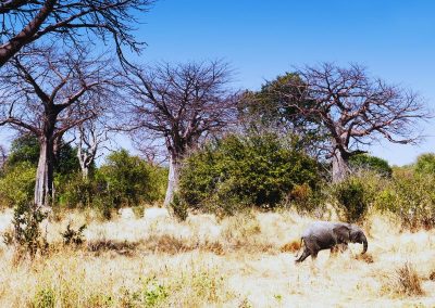 Ruaha Safari Tanzania