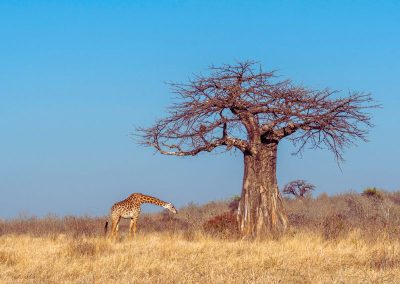 Ruaha Safari Tanzania