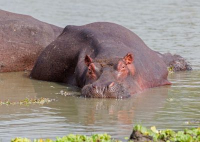 Selous Safaris