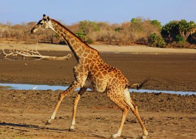 Selous Safaris