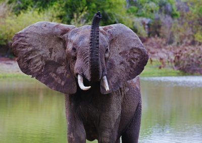 Selous Safaris