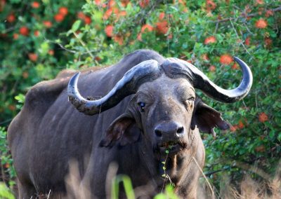 Selous Safaris