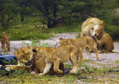 Selous Safaris