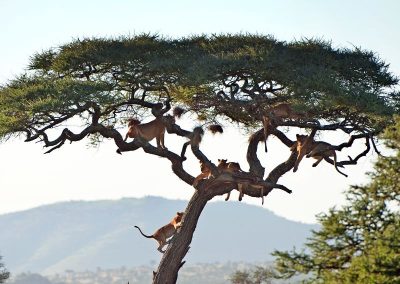 Serengeti Safaris Tanzania