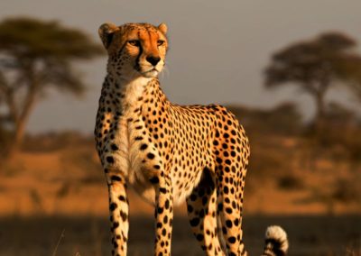 Serengeti Tanzania Safaris