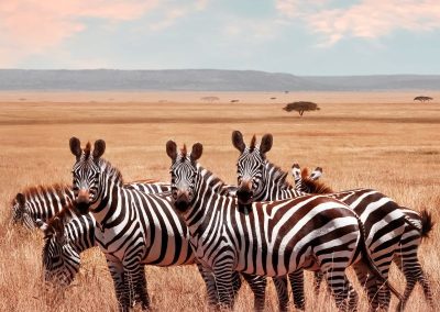 Serengeti Safaris Tanzania
