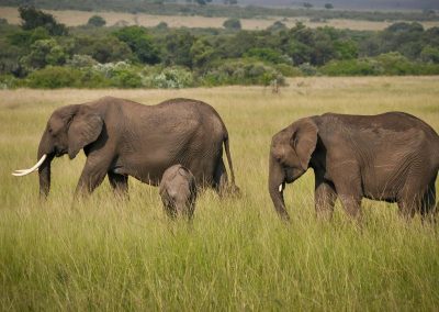 Serengeti Tanzania Safaris