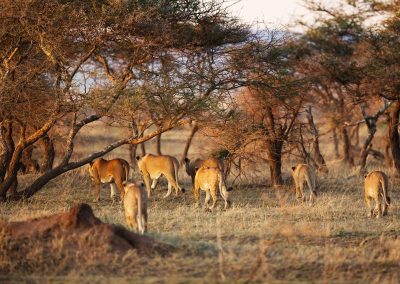 Serengeti Tanzania Safaris