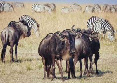 Serengeti Tanzania Safaris