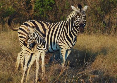 Serengeti Tanzania Safaris