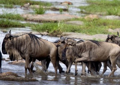 Serengeti Tanzania Safaris