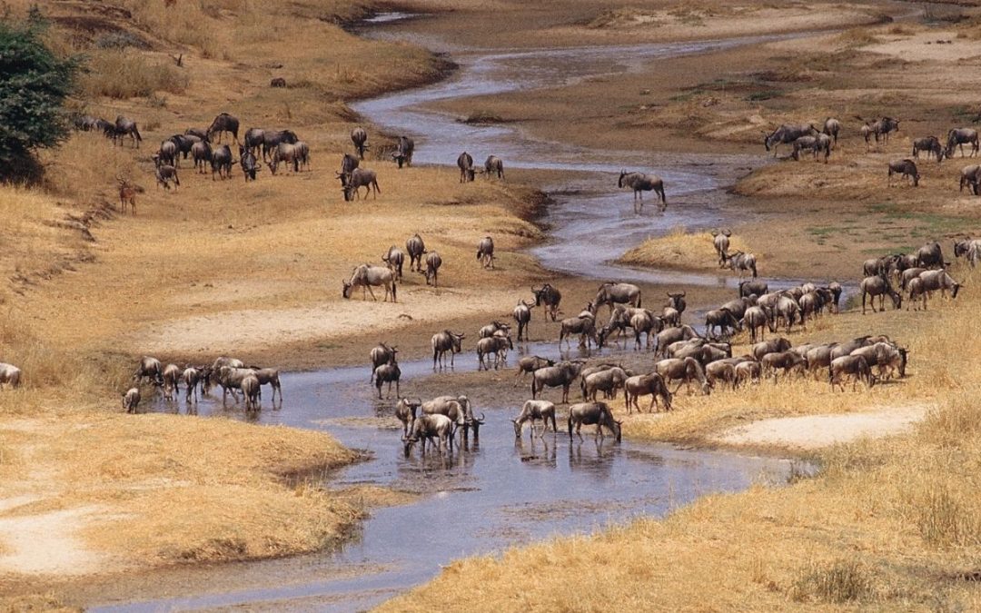 6 Days of Tarangire, Serengeti & Ngorongoro
