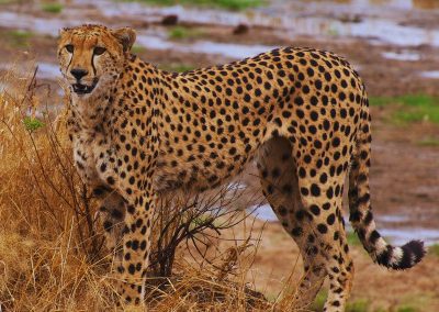 Tarangire Safari Tanzania