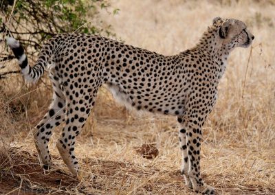 Tarangire Safaris Tanzania