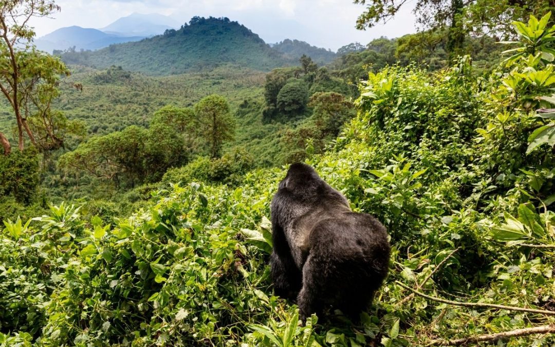 5 Days of Rwanda – Kigali, Nyungwe and Volcanoes