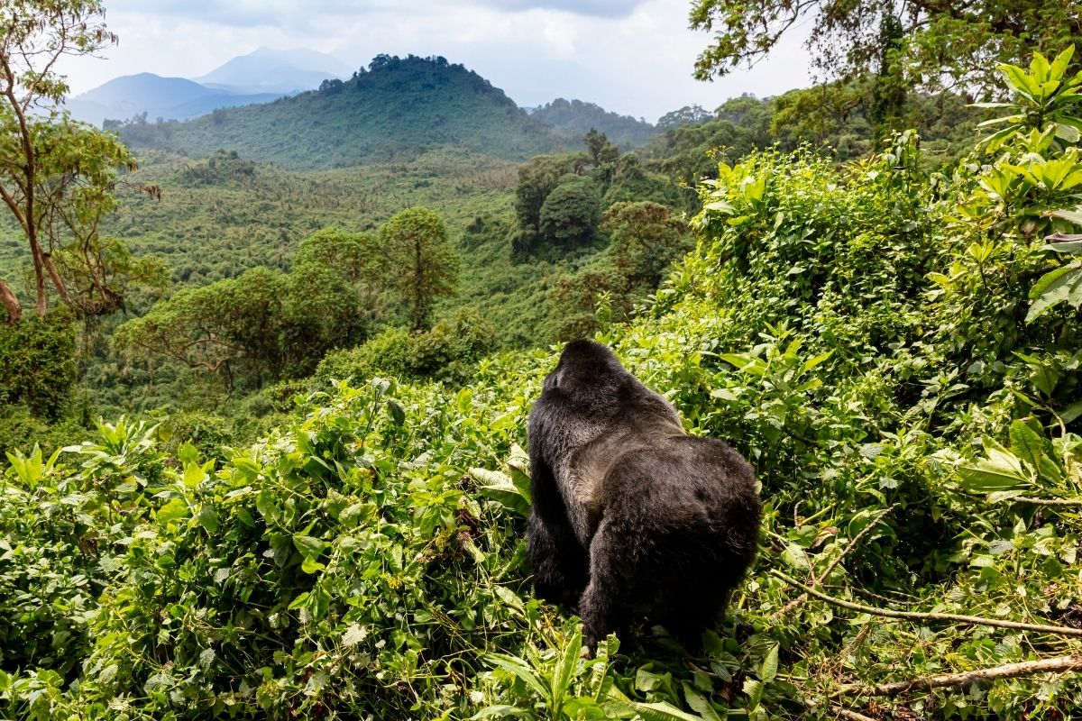 Rwanda Gorilla Trekking