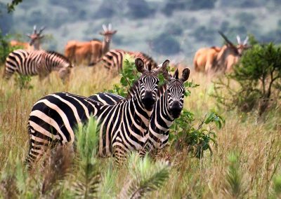 Akagera Safaris Rwanda