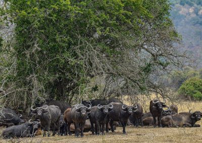 Akagera Safaris Rwanda