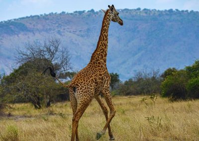 Akagera Safaris Rwanda