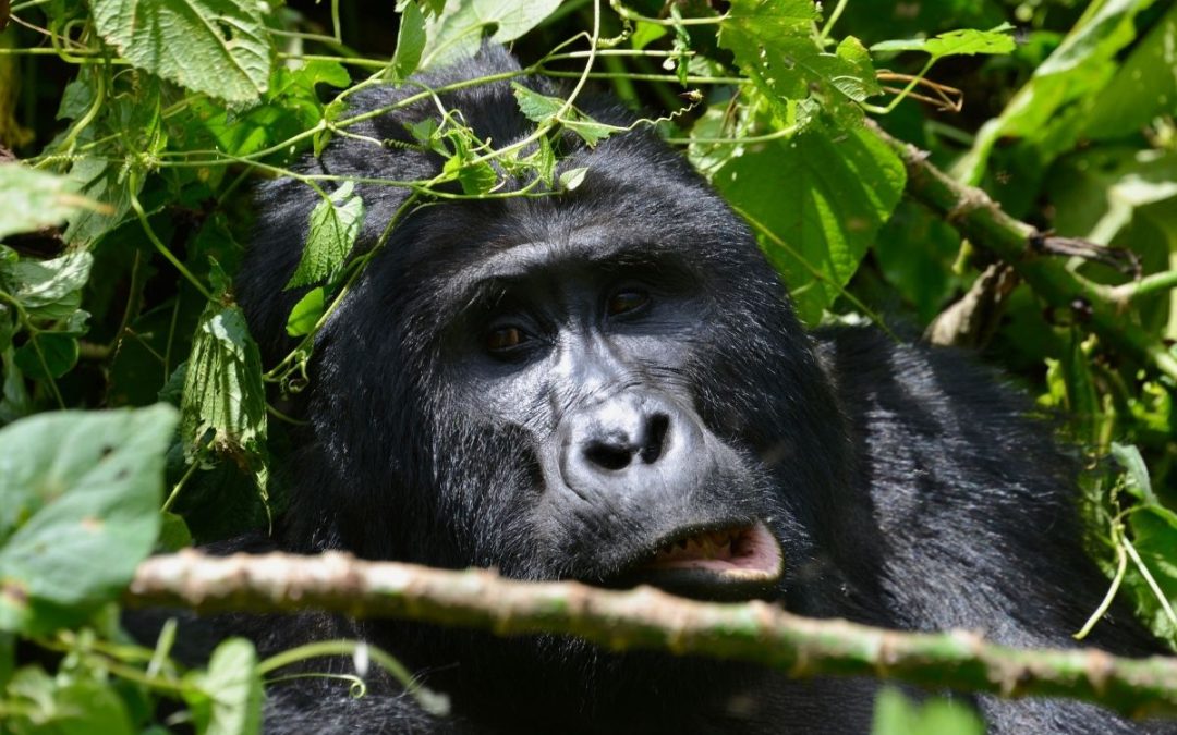 14 Days Kenya Safari & Bwindi Gorilla Trek