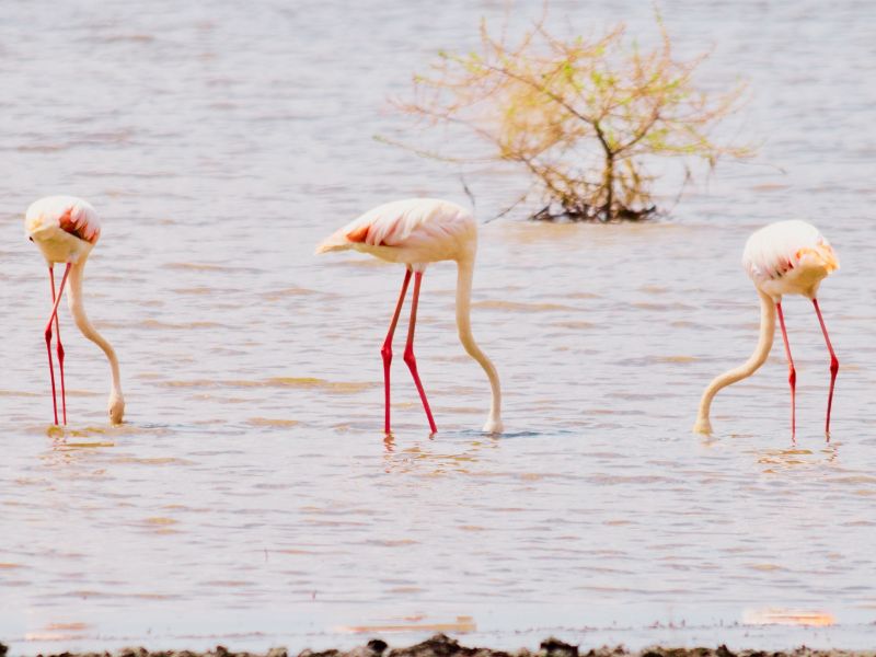 Lake Manyara National Park
