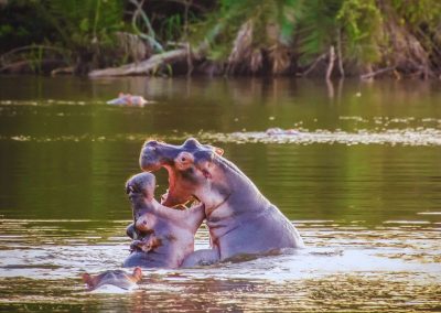 Lake Mburo Safari