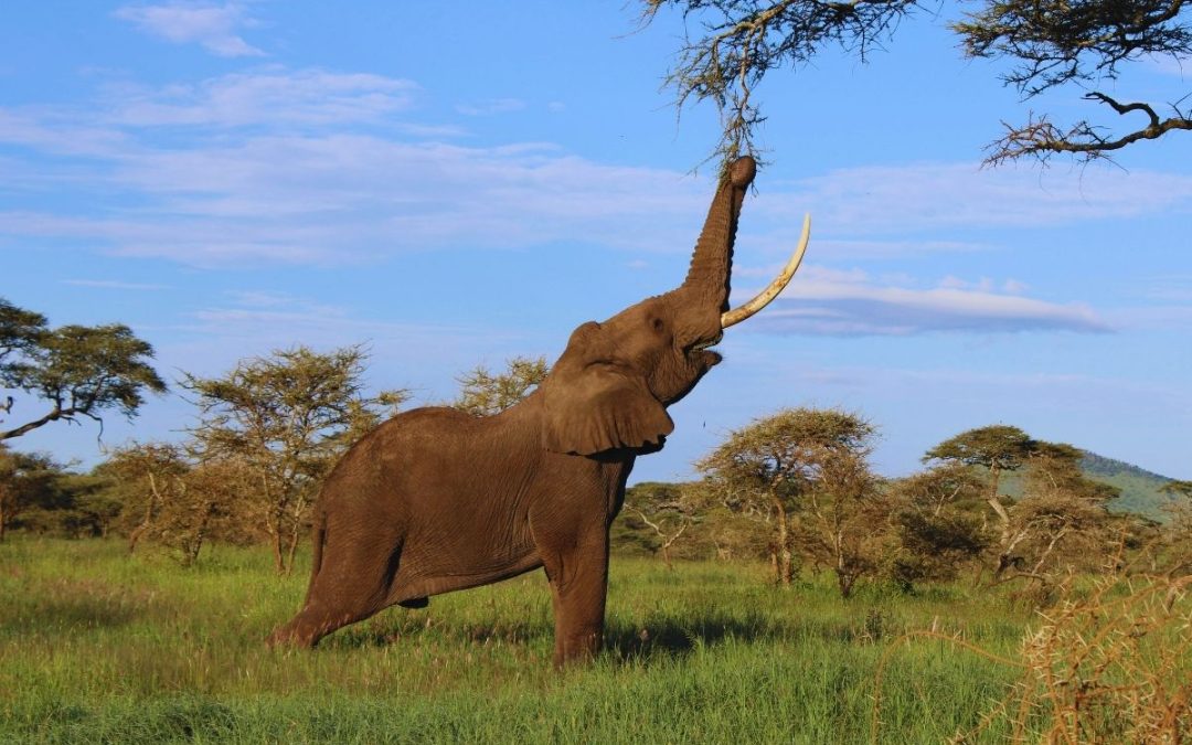 15 Days Maasai Mara & Uganda Safari with Gorilla Trek