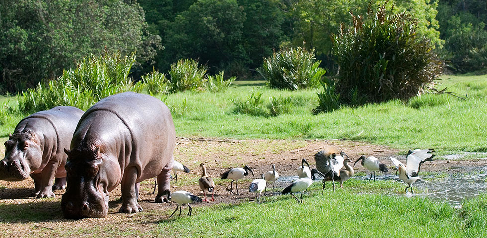 Mombasa Haller Park