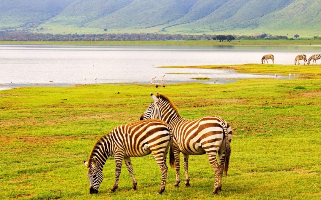 11 Days Maasai Mara, Serengeti, Ngorongoro & Amboseli Safari