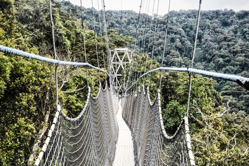 Nyungwe Canopy Walk