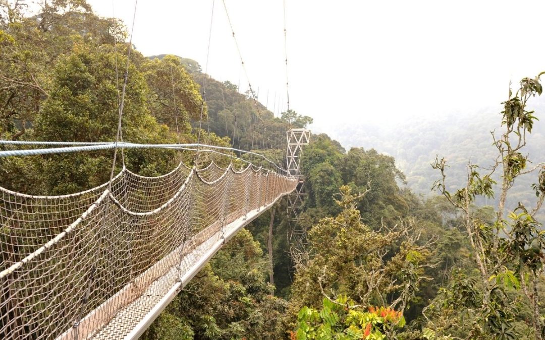 6 Days Rwanda Safari: Kigali, Nyungwe, Lake Kivu & Gorillas