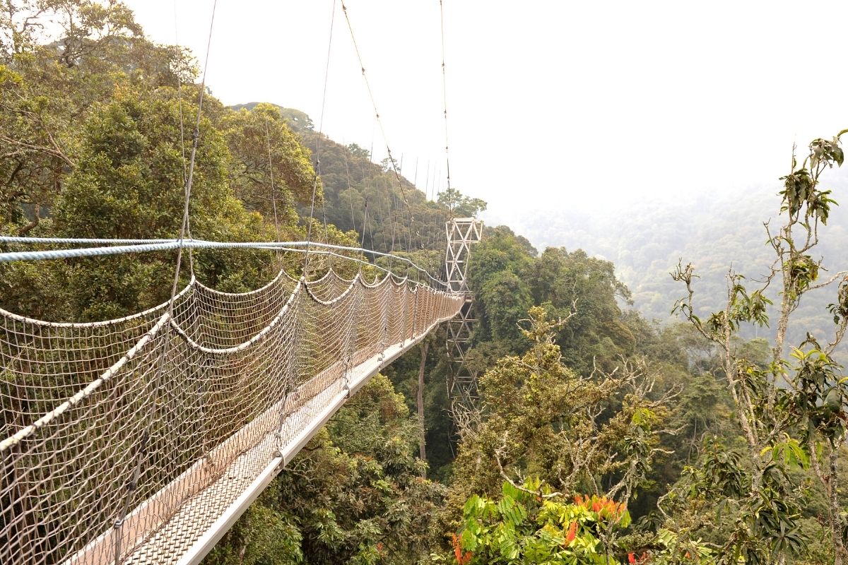 Nyungwe Safaris