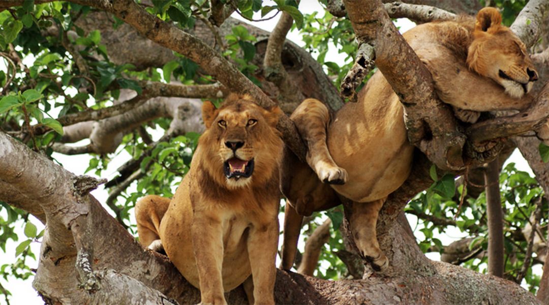 Queen Elizabeth National Park