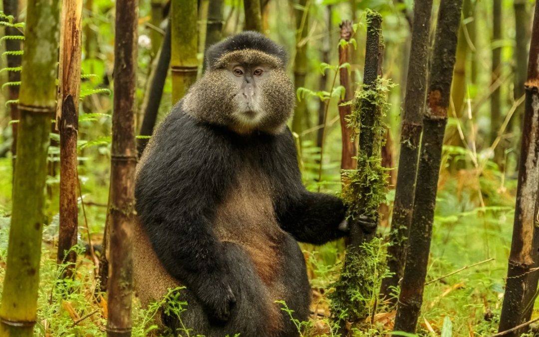 9 Days Best of Rwanda Safari & Gorilla Trek