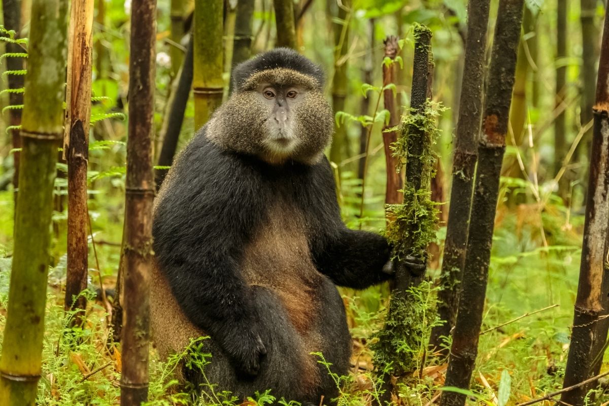 9 Days Rwanda Safari