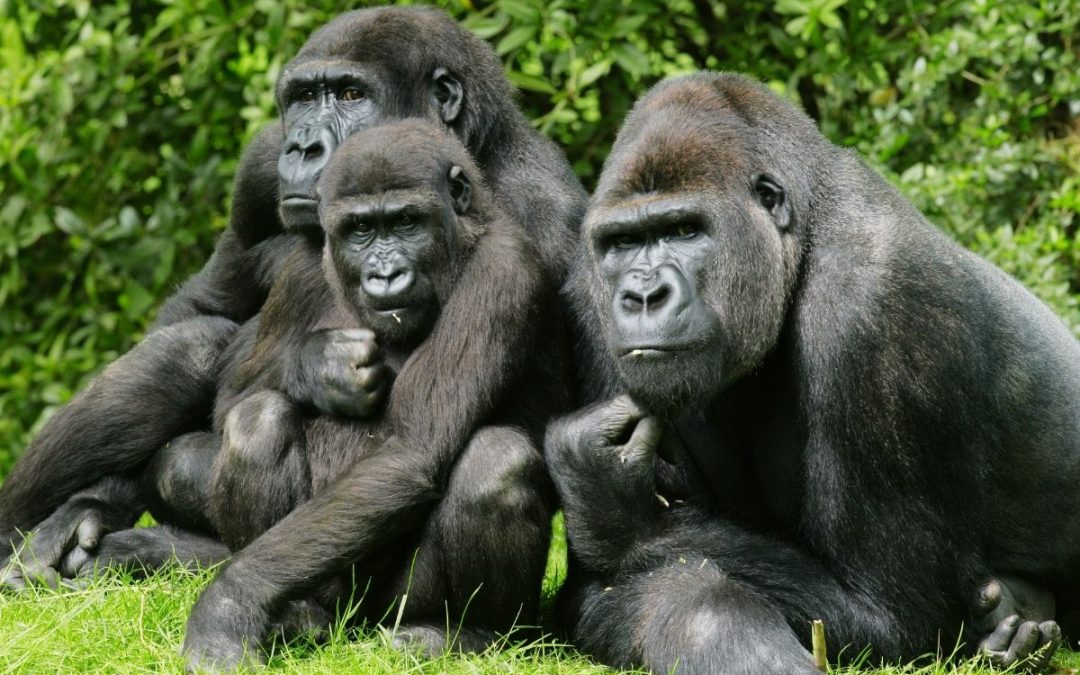 8 Days Rwanda Gorilla Trek & Maasai Mara Safari