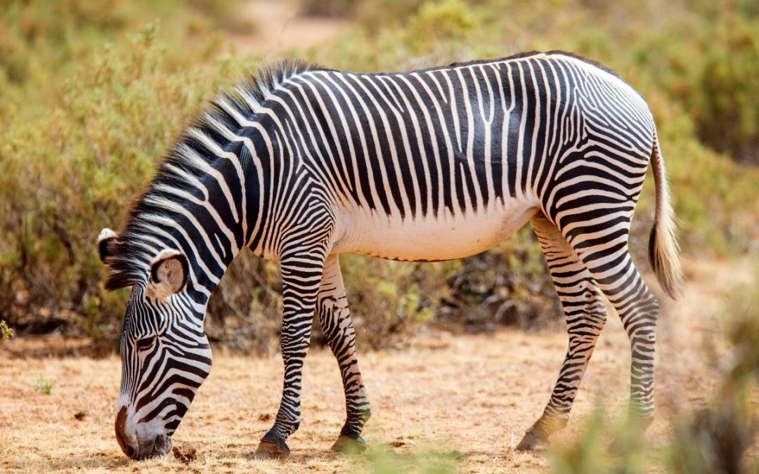 13 Days Kenya Safari – Big Five & Top Parks