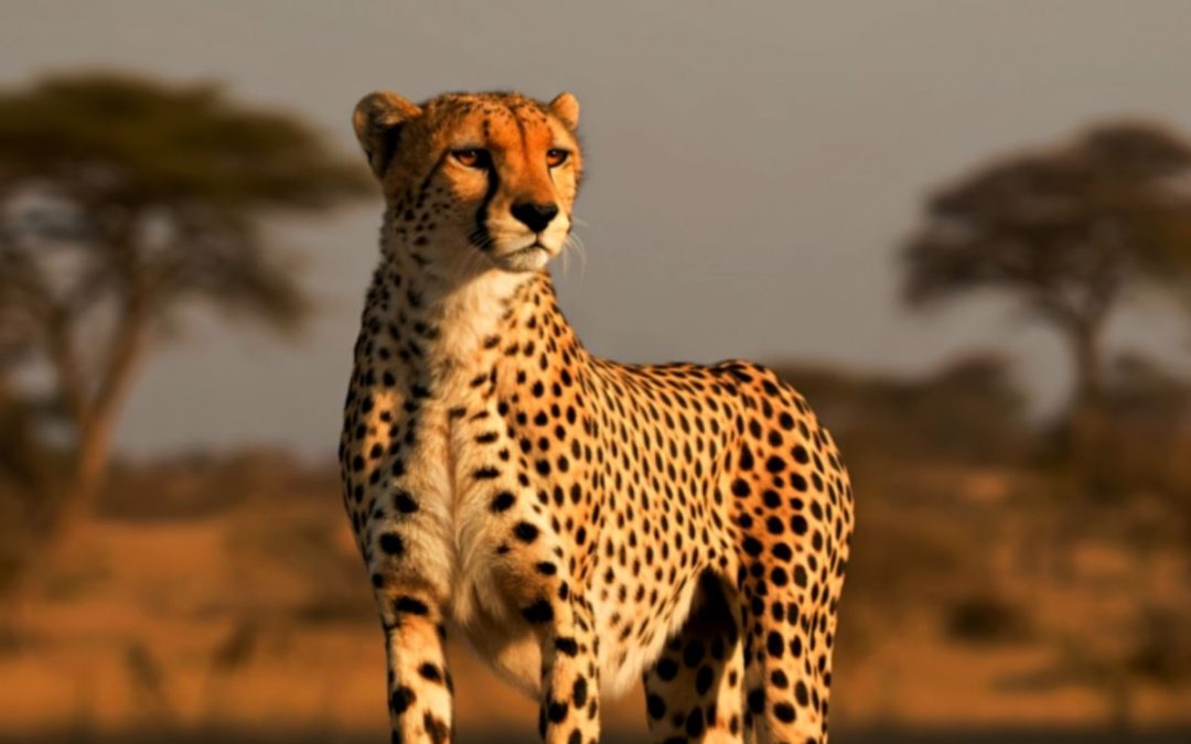 12 Days Kenya & Tanzania Luxury Safari