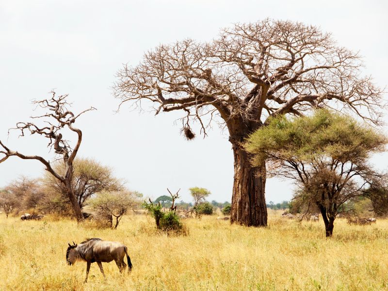 Tarangire National Park