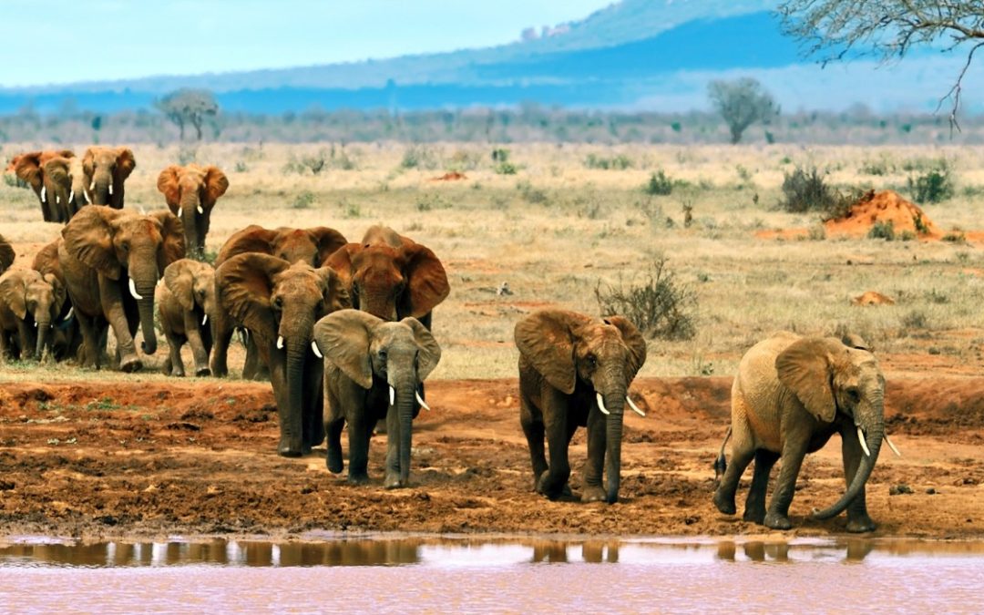The Spectacular Tsavo West National Park