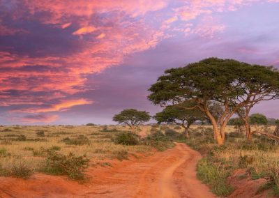 Uganda Safaris