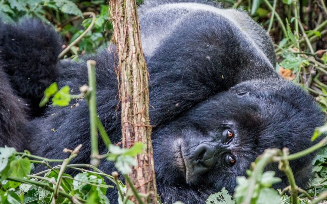 4 Days Rwanda Gorilla Trekking Safari