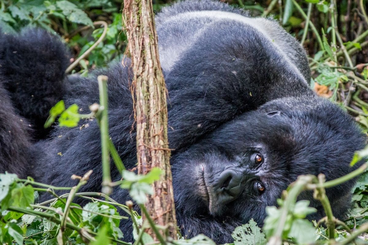 Volcanoes National Park Rwanda