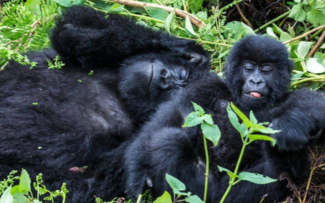Rwanda Vs Gorilla Trekking