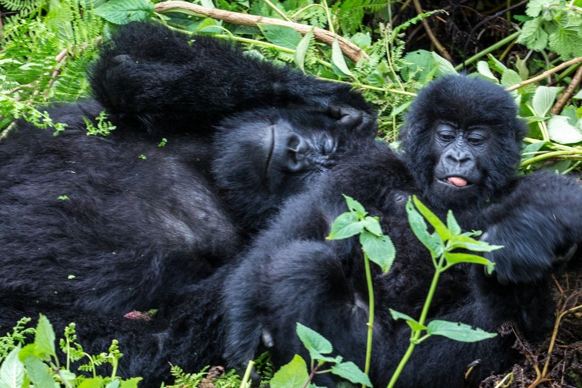 Rwanda Vs Gorilla Trekking