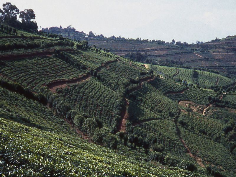 Gishwati Mukura Gishwati Mukura