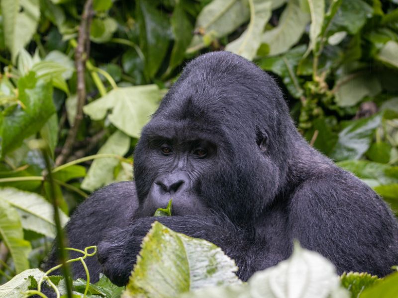 Bwindi Impenetrable Forest