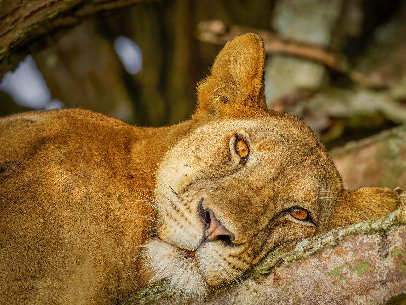 Ishasha National Park