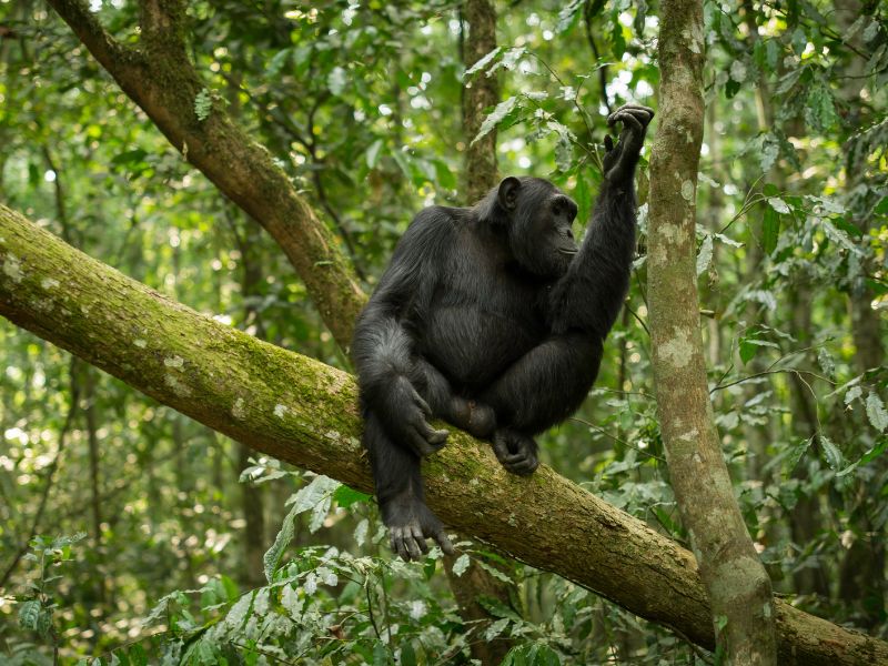 Kibale Forest