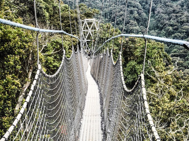 Nyungwe National Park Nyungwe National Park